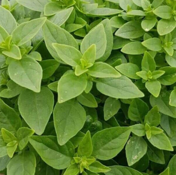 DWARF GREEK BASIL SEEDS 600+ ANNUAL herb GARDEN culinary SPICES FREE SHIPPING