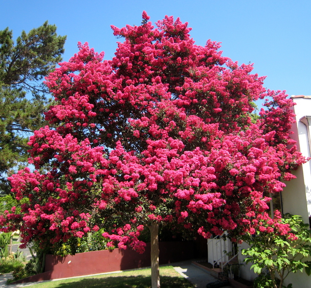 Crape Myrtle, Lagerstroemia indica, Tree Seeds (Fast, Showy, Fall Color)