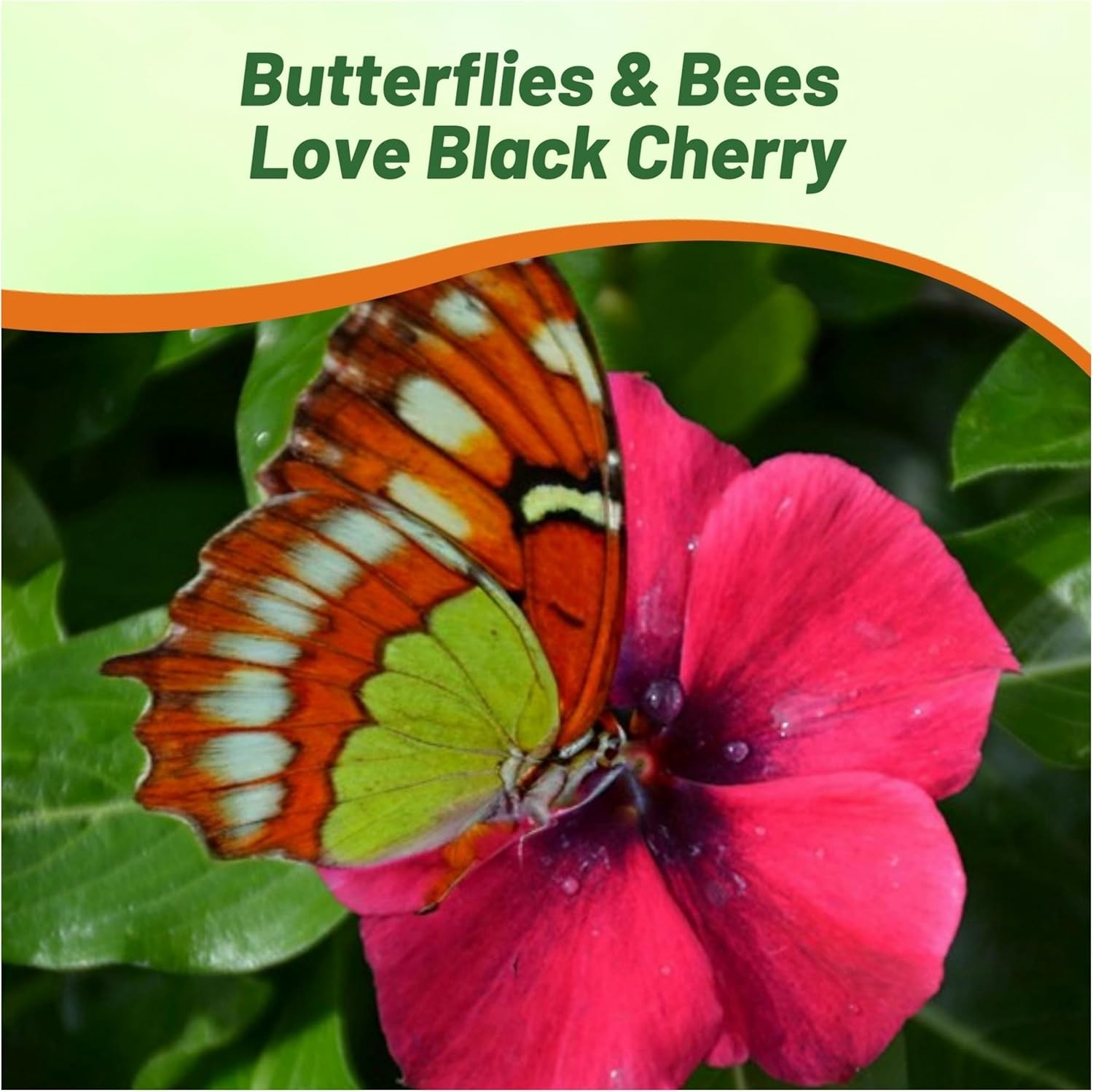 100 Seeds Dark Purple Perwinkle Seeds For Planting | Black Cherry Vinca