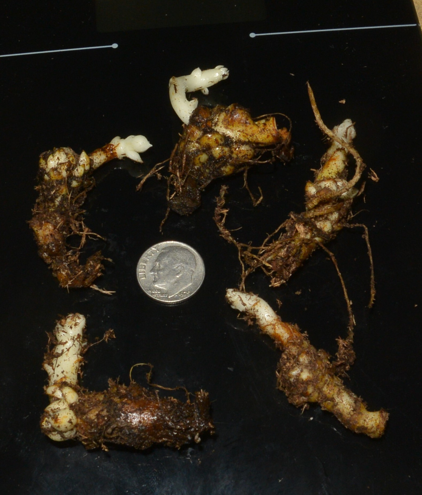 5 Turk’s-cap lily Lilium superbum Bulb/tuber Woodland Wildflower ~Native Hardy~