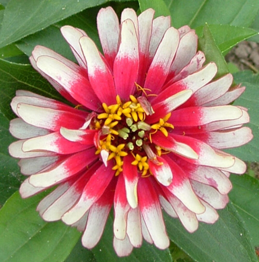 50 CAROUSEL MIX ZINNIA Elegans Carrousel Whirligig Mixed Colors Flower Seeds