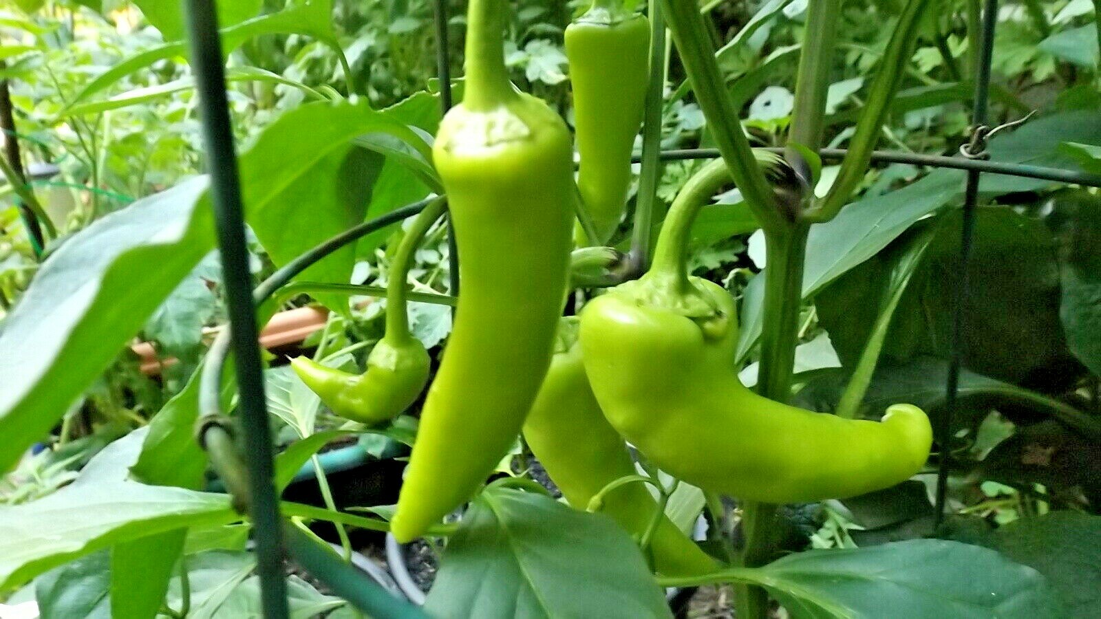 101+HUNGARIAN Sweet Wax PEPPER Seeds Organic Vegetable Garden Container Banana