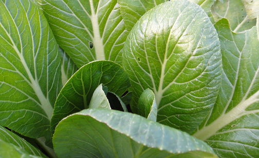 2000 Komatsuna Seeds Spinach Greens Japanese Mustard