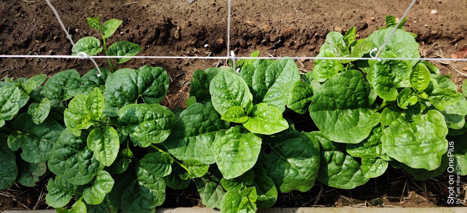Green Malabar Spinach Seeds /Ceylon /Mồng Tơi  for 2025 season USA Seller