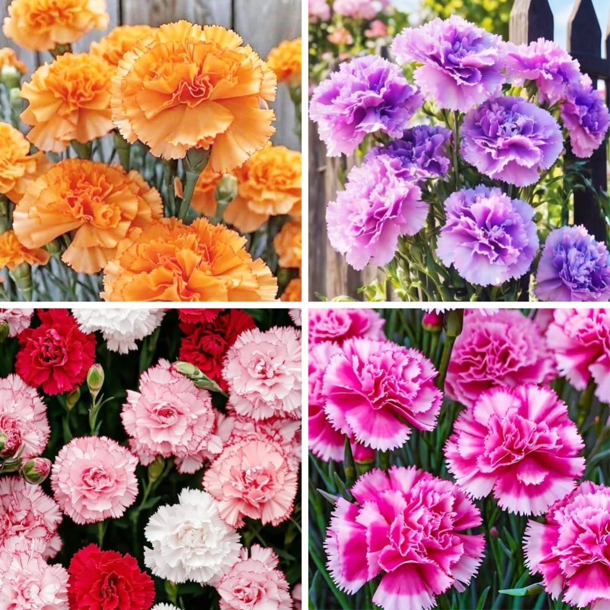 1000pcs Carnation Seeds – Fragrant Clove Pinks, Heirloom Mix with 8 Colors, L…