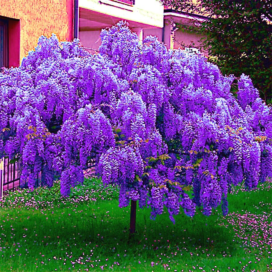 10 Chinese Blue Wisteria sinensis Tree Seeds Fast Flower Vine Hardy Bonsai Plant
