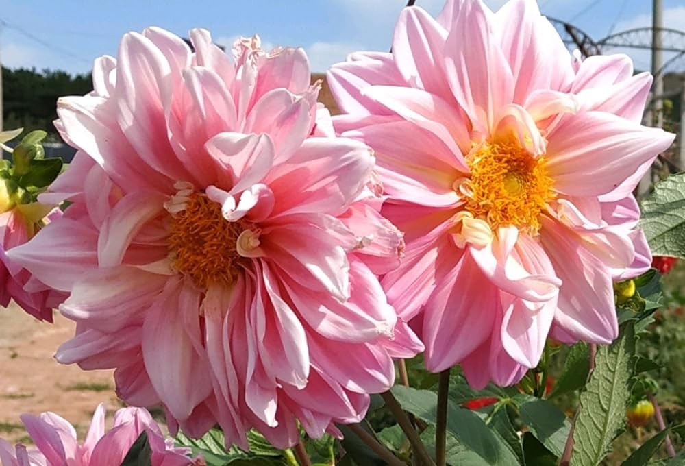 Rare Mix Dahlia Pompon Flower Seeds Colorful Variabilis Beautiful Annual Outd…
