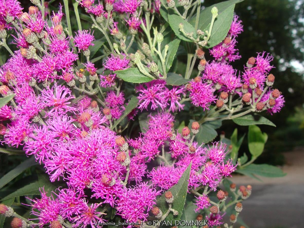 BULK SEEDS!…Vernonia fasciculata…Common Native Ironweed…QTY/bag=