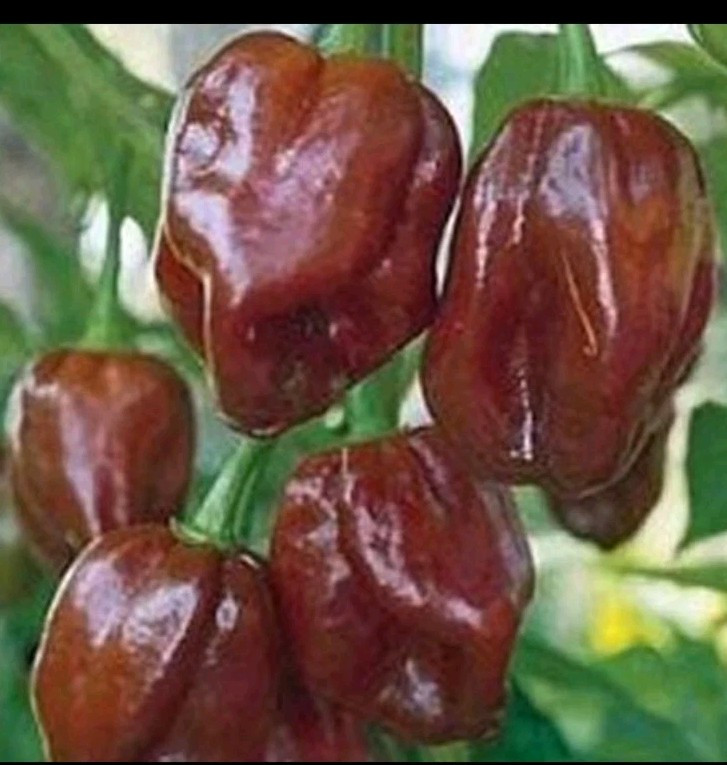 Chocolate Habanero Pepper Seeds (20) / Organic / Florida Grown / Super Rare