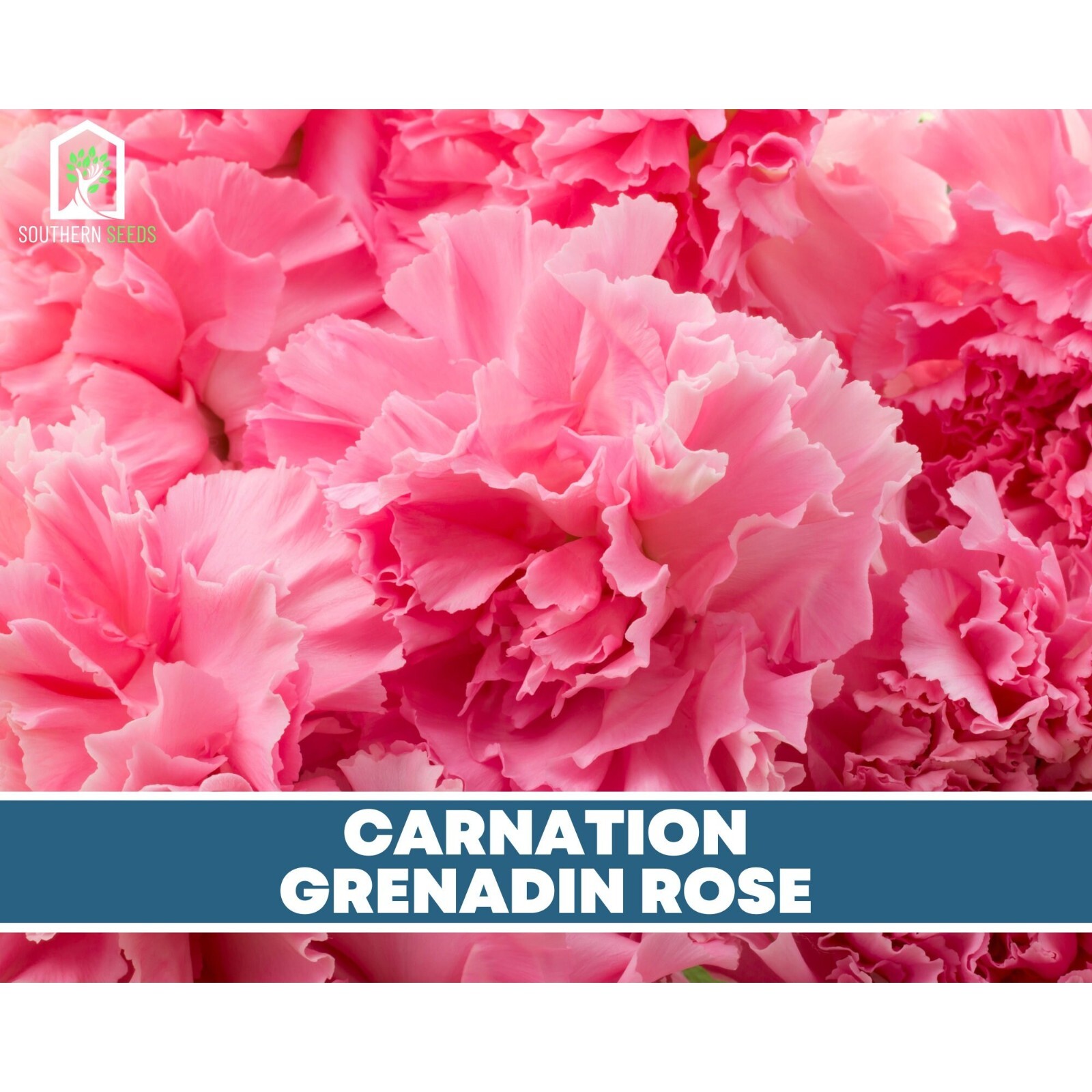 Carnation, Grenadin Rose – 25 Seeds (Dianthus carophyllus)