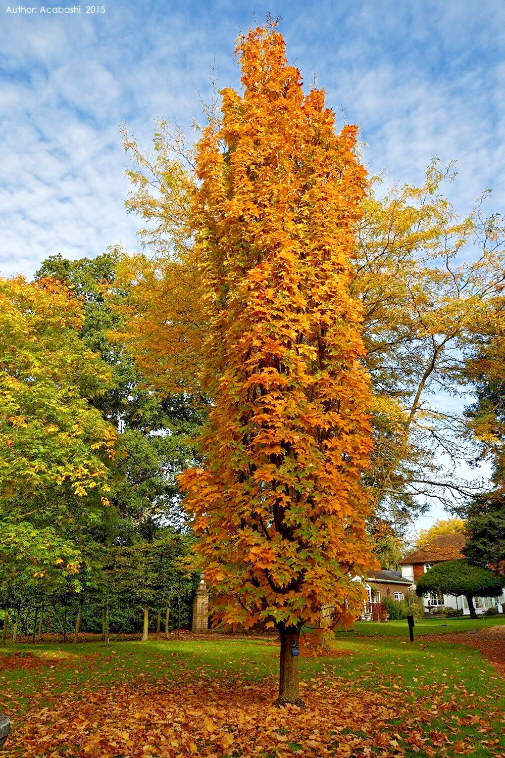 Southern Sugar Maple Tree | Premium Seeds | Acer saccharum ‘Summer’ | Plants’®