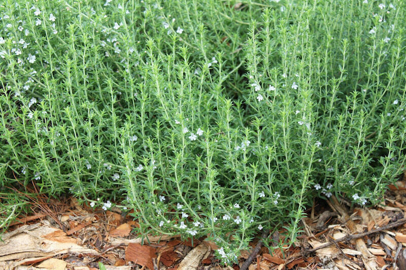 SCARBOROUGH SEEDS SUMMER SAVORY – 500 Seeds – Herb Non GMO Open Pollinated USA