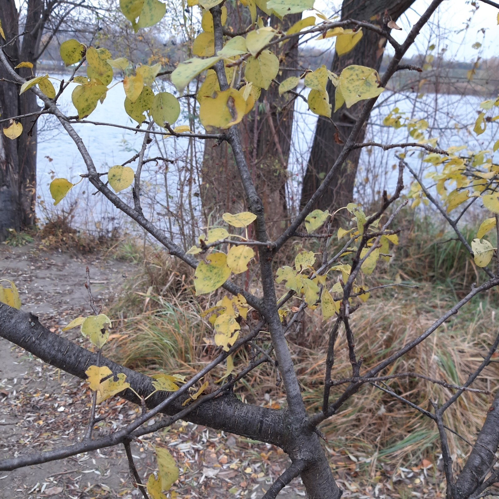 Arabian Cherry Flower Tree | Premium Seeds | Prunus mahaleb ‘Spring’ | Plants’®