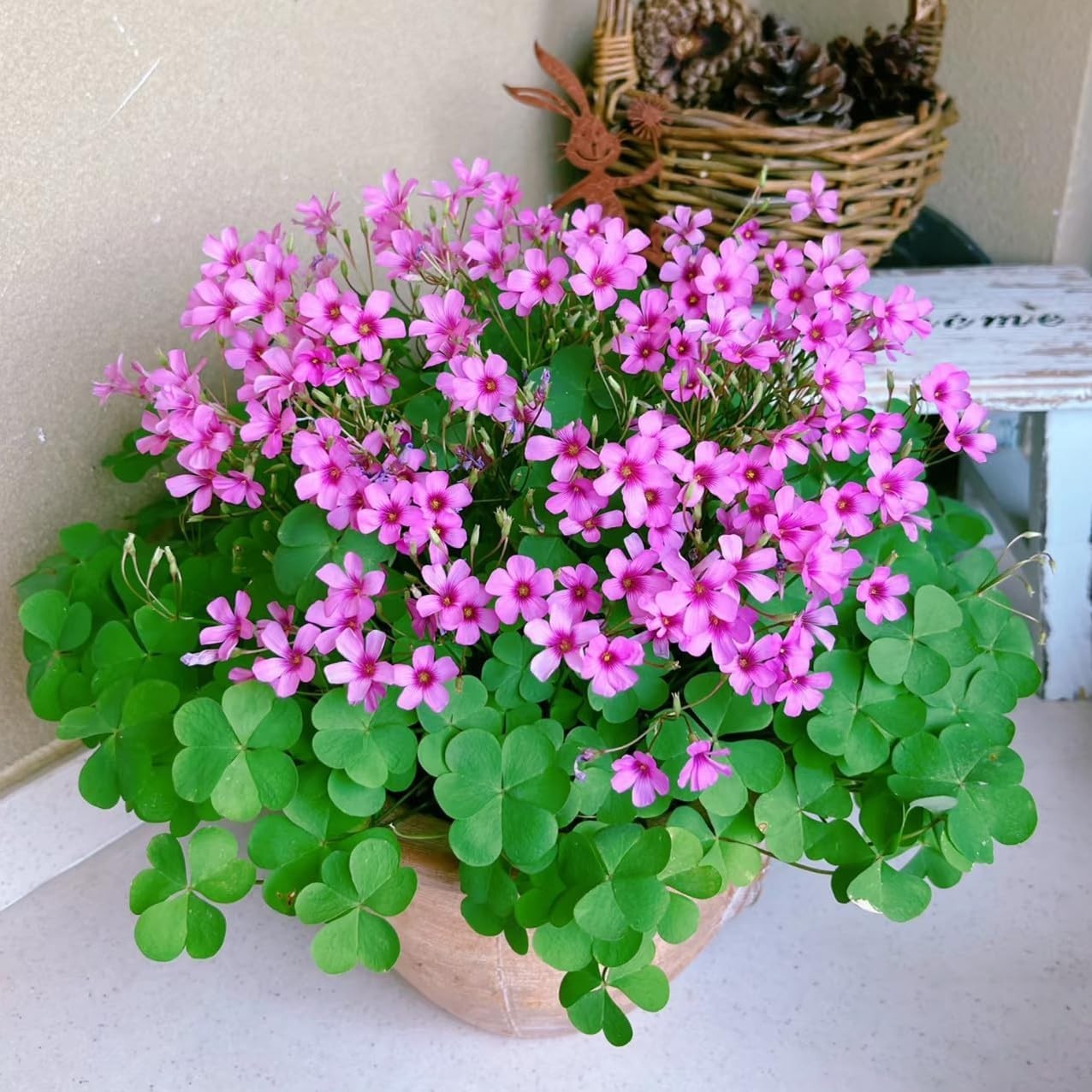 24 Pack Iron Cross Shamrock Plant Bulbs, Live Oxalis Bulbs for Indoor Outdoor…