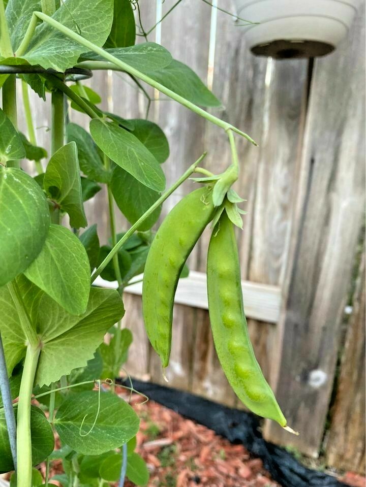 5x PACKS OF PEA SEEDS – TAIWAN SUGAR – HEIRLOOM- ORGANIC – NON GMO