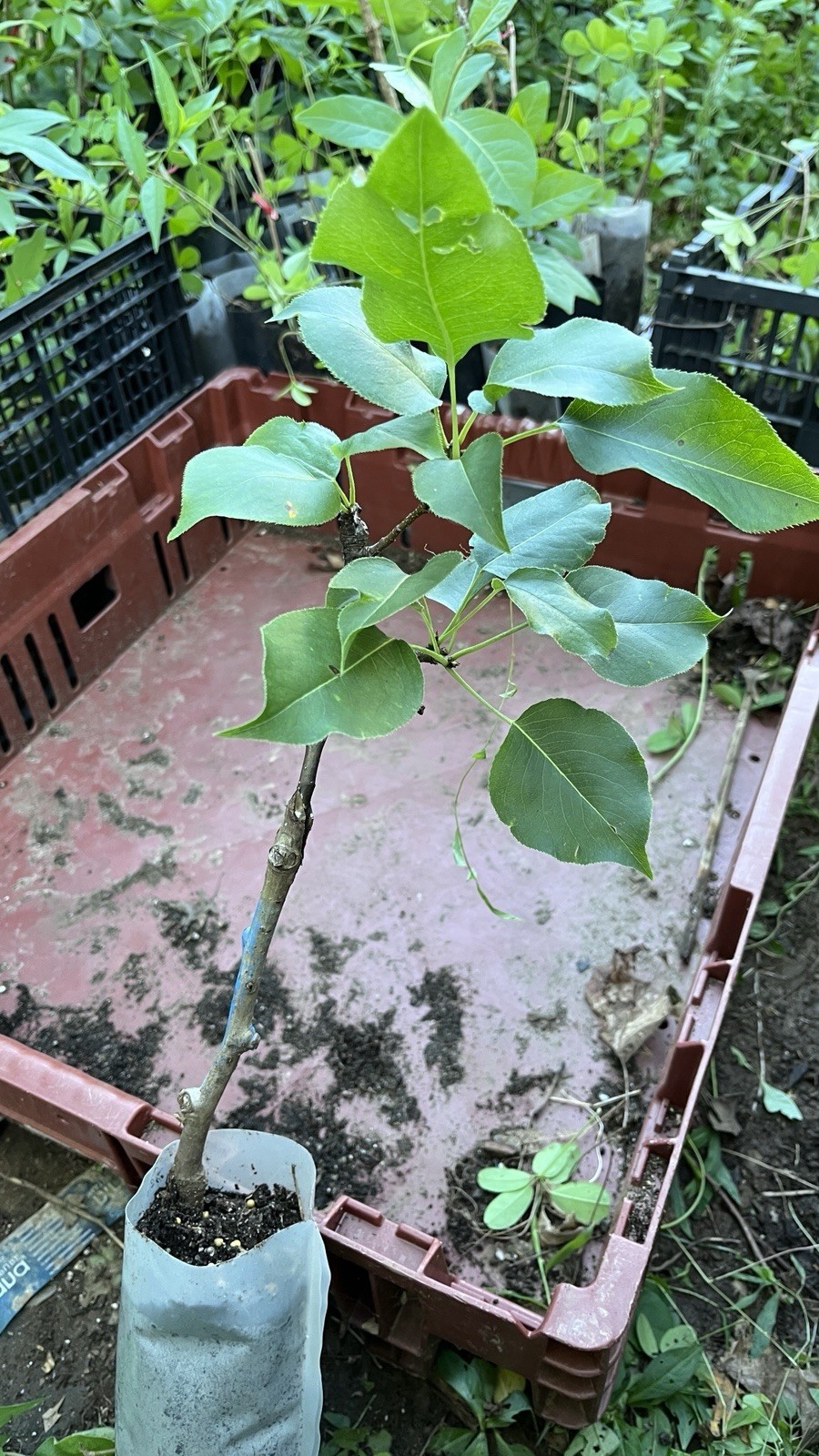 8-12” tall Shinko Asian Pear Pyrus pyrifolia ‘Shinko’ 1 grafted potted plant