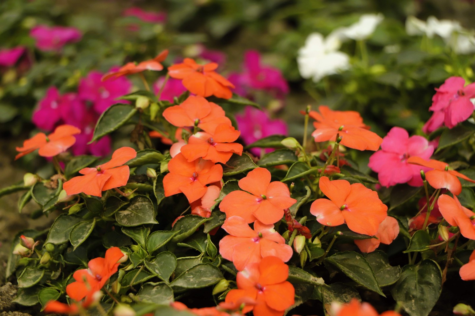 50 DWARF ORANGE IMPATIENS Walleriana Sun or Full Shade Flower Seeds *Flat Ship