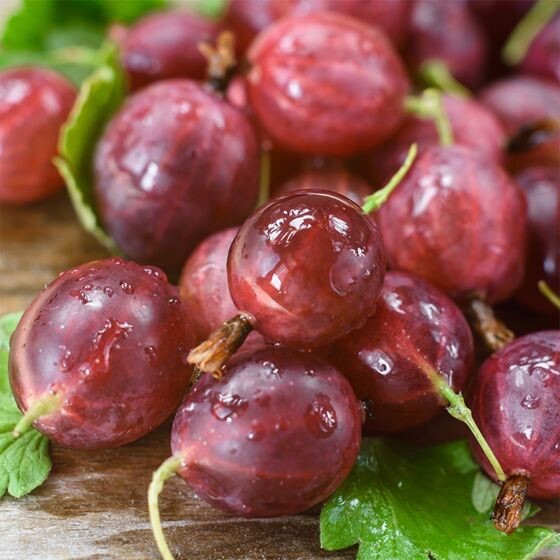 Hinnomaki Red Gooseberry Plant well rooted starter plant 6-12 inches tall