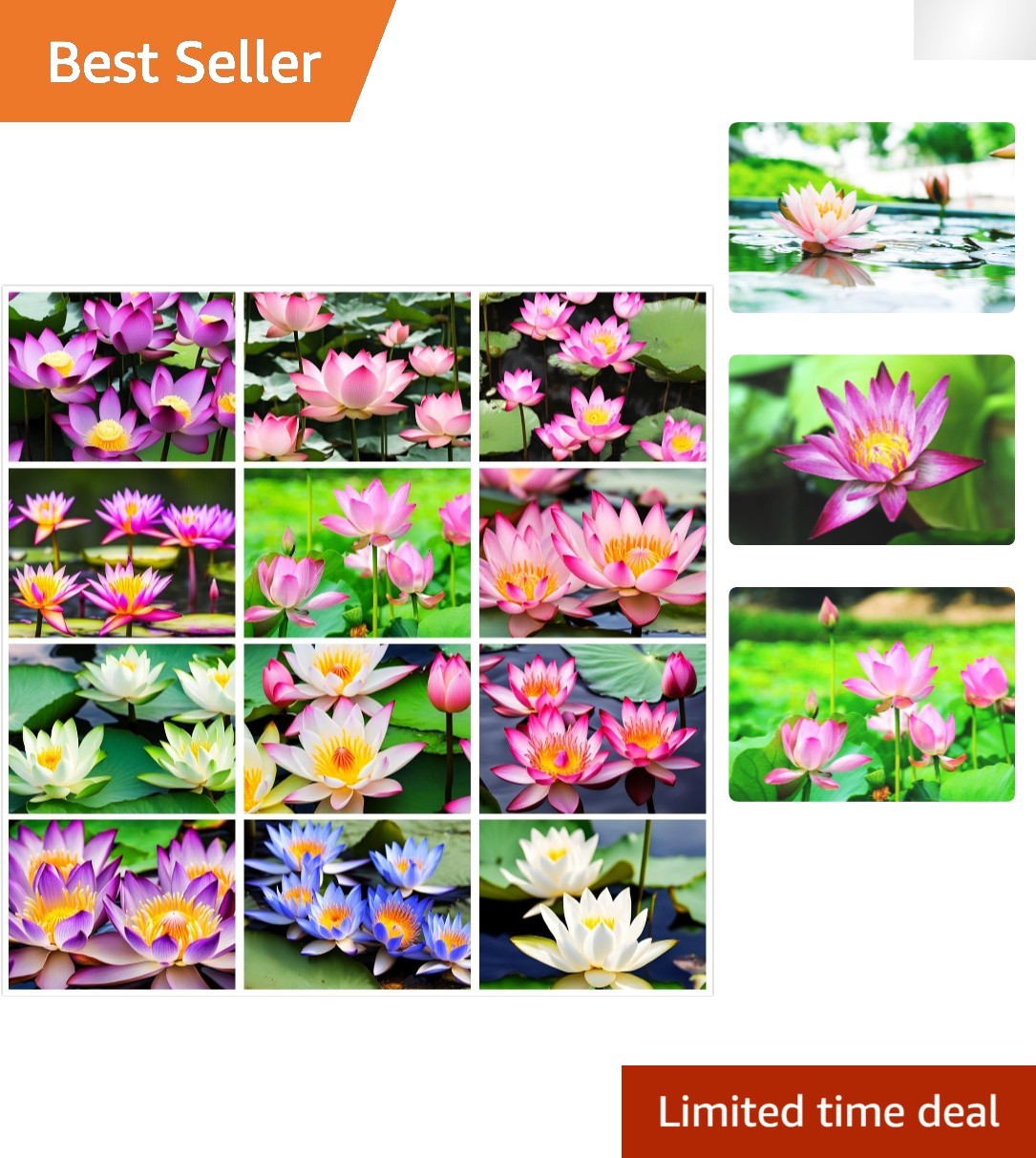 Vibrant Water Lily & Lotus Seed Mixture – 30 Miniature Seeds for Your Garden