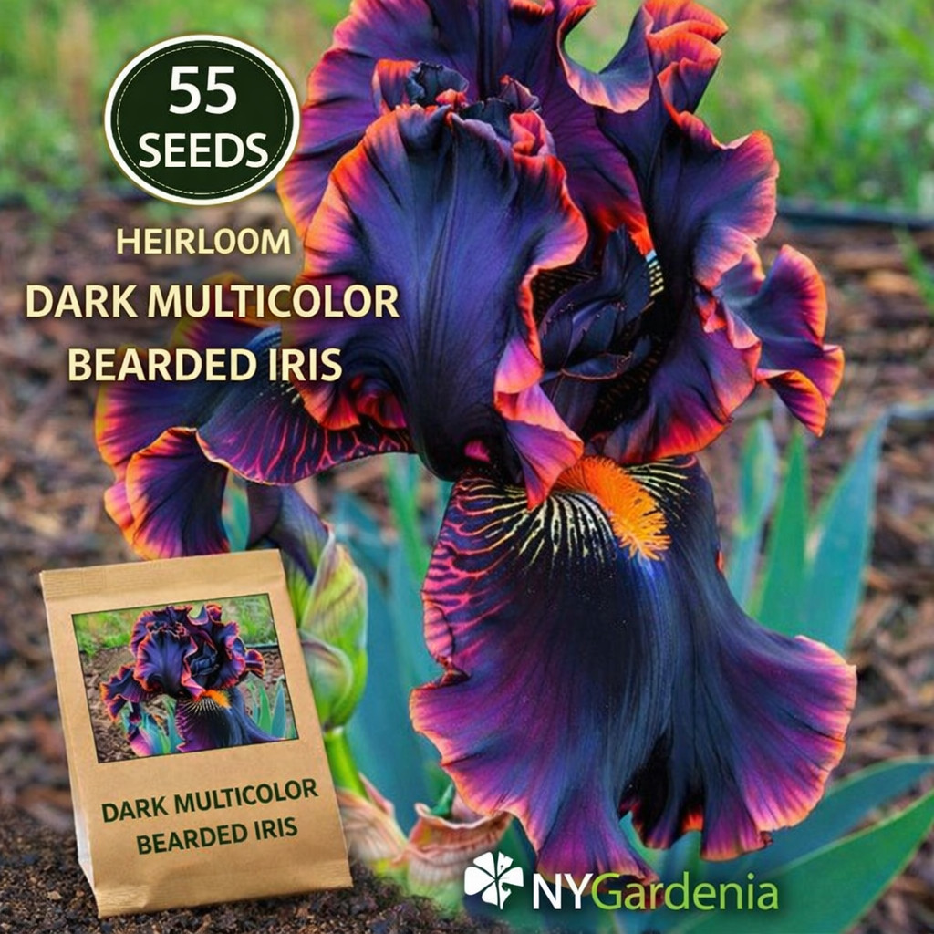 55 Dark Multicolor Bearded Iris Seeds Heirloom Flower Garden Easy Grow