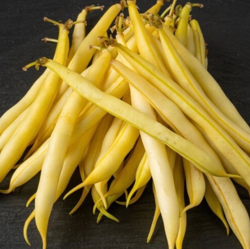 Top Notch Golden Wax Bush Bean – Fresh Seeds – Yellow/Stringless – Non-GMO, USA