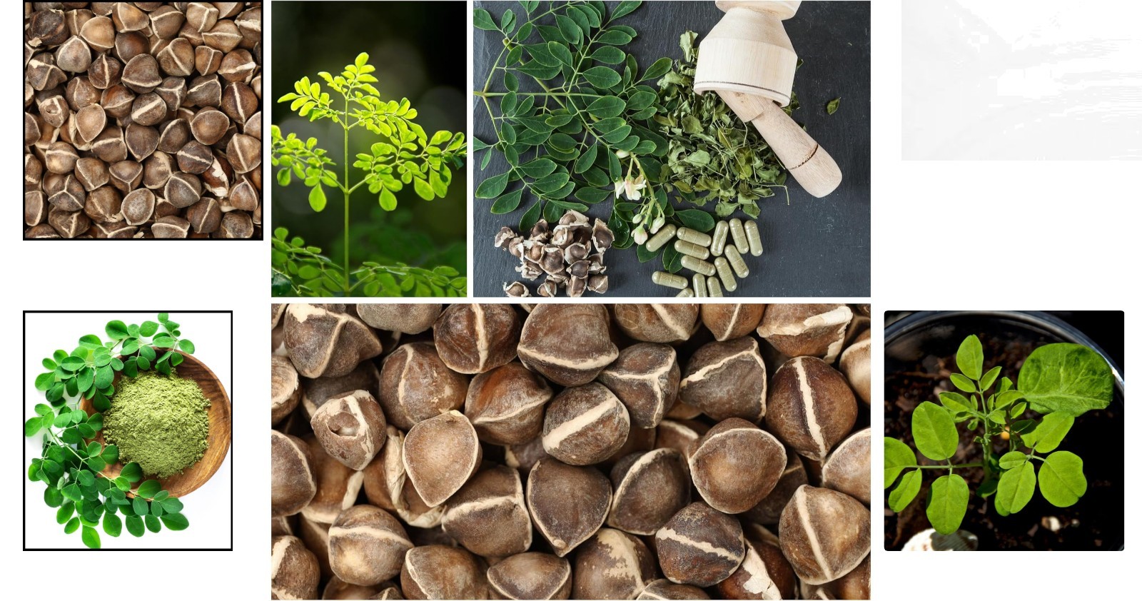 Grow Moringa Oleifera Seeds – Low Maintenance, 30 Seeds for Lush Gardening