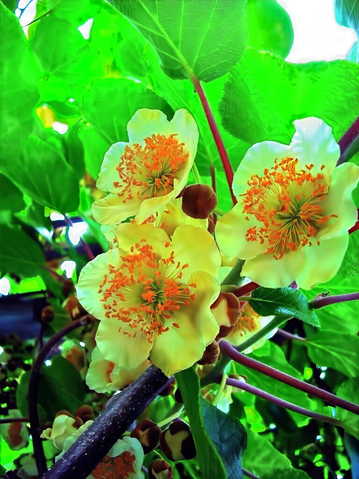 Issai Kiwi Seeds Arctic Grape Berry Superfruit Garden Plant Cold Hardy Fast Vine