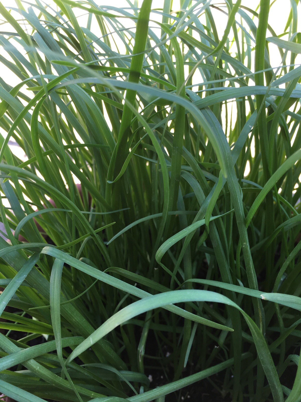 Garlic Chives 韭菜根 40 Live Plant Bare Root Hardy Perennial Herb Organic NON-GMO