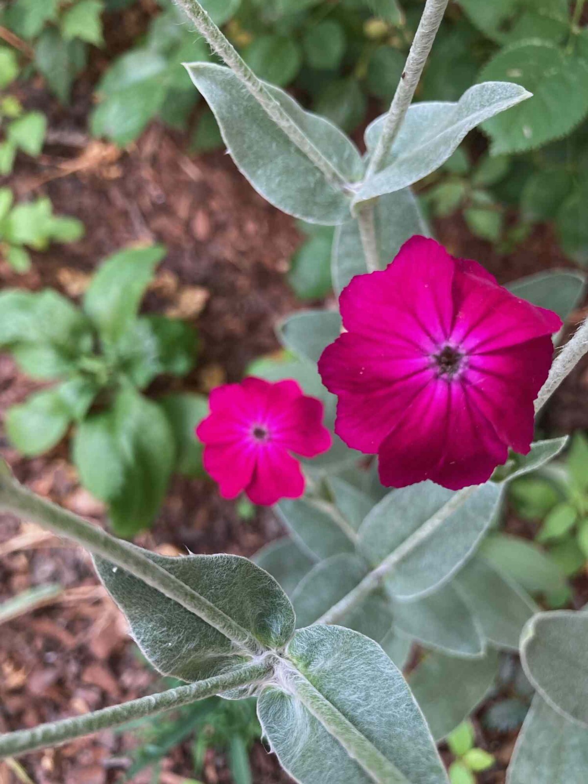 Rose Campion Seeds – 100 CT – Vibrant Flowering Perennial – Fall 2023 Harvest