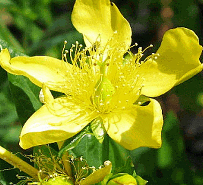 ST JOHN’S WORT SEEDS 500+ GREAT variety Perennial herb GARDEN FREE SHIPPING