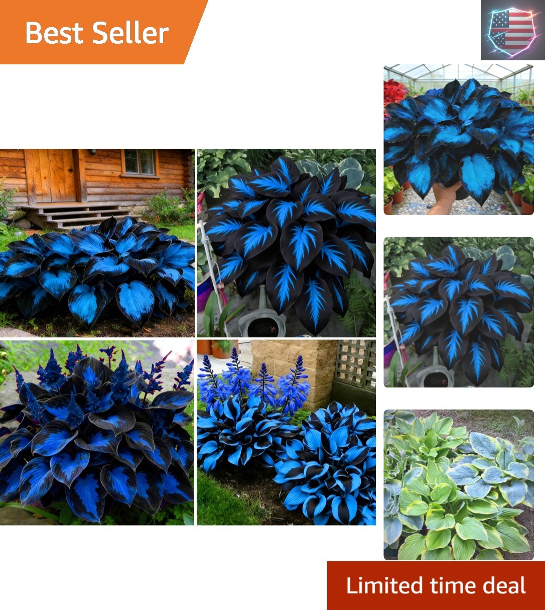 Hosta Seeds for Planting, 290+pcs Rare Perennial Hosta Flower Seeds Plants, N..;