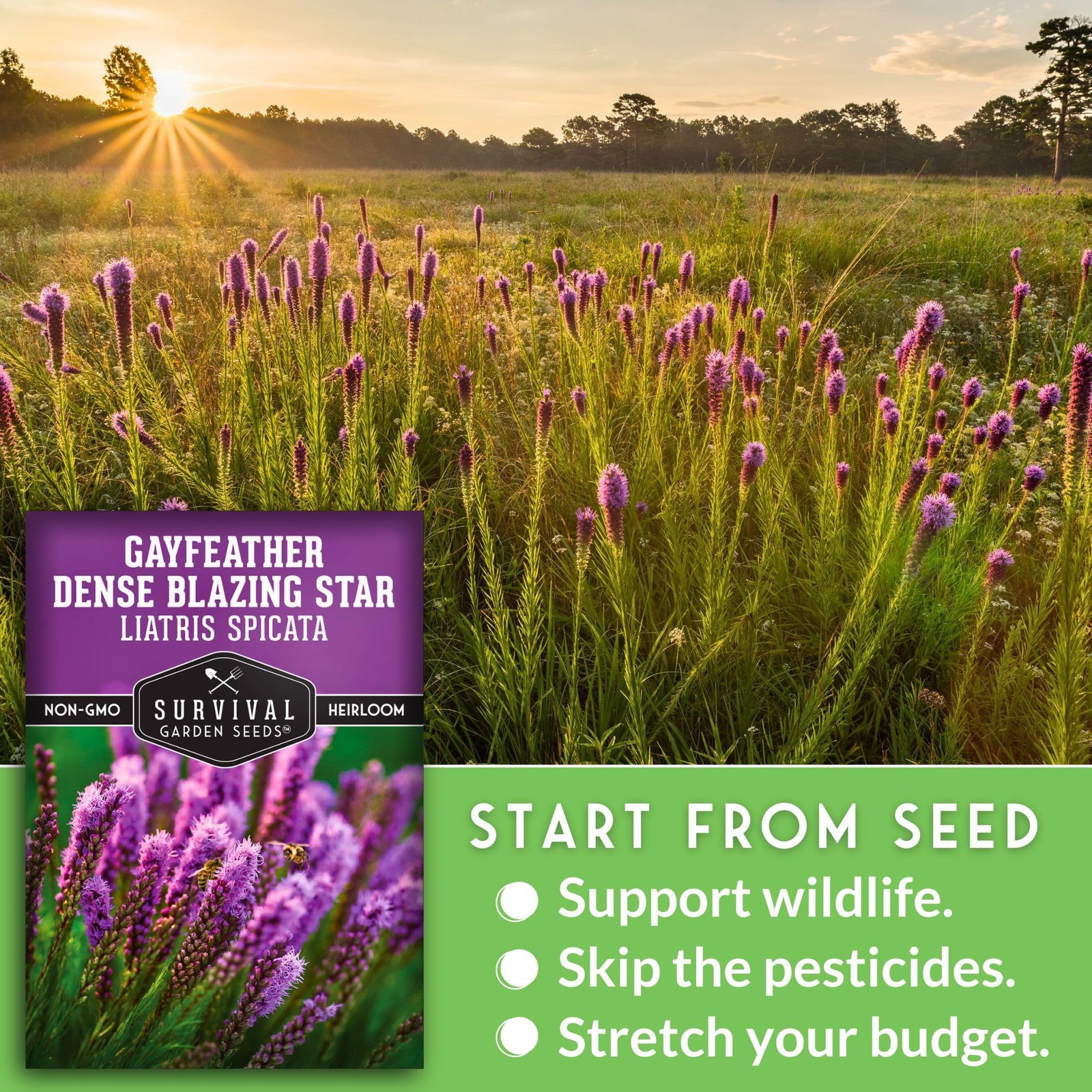 – Dense Blazing Star (Liatris spicata) | Gayfeather | Prairie Feather | North…