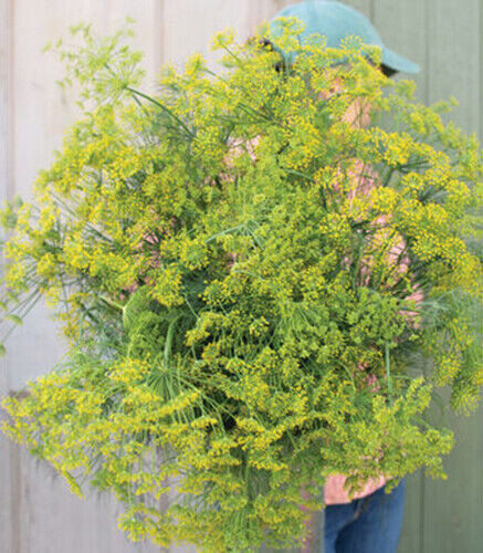 Scarborough Seeds 300 BOUQUET DILL SEEDS NON-GMO HEIRLOOM OPEN-POLLINATED HERB