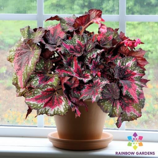25+ St Nick Rex Hybrid Begonia Seeds for Garden Planting – USA – FREE SHIPPING!
