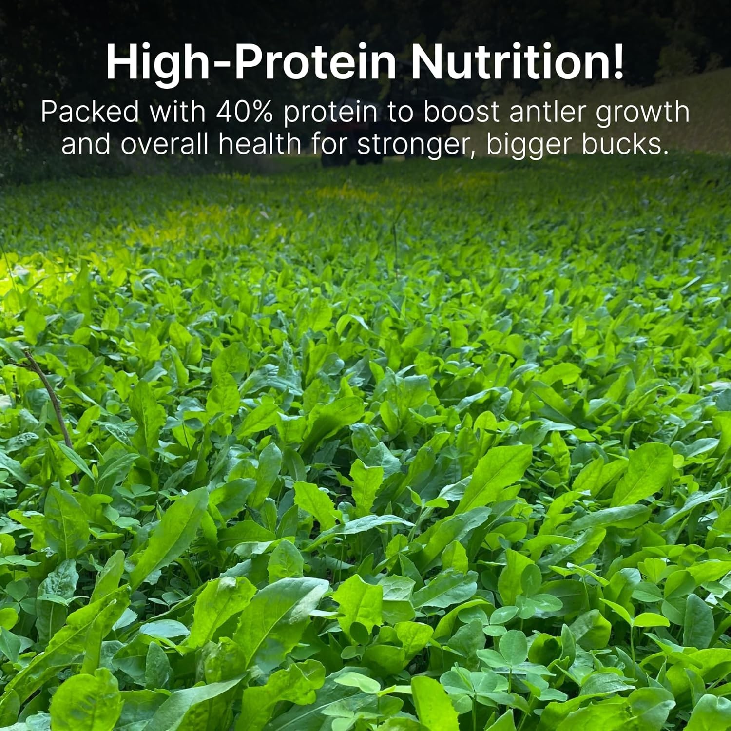 Organic Chicory + Clover Seeds for Deer – Perennial Food Plot – 1 Acre Coverage