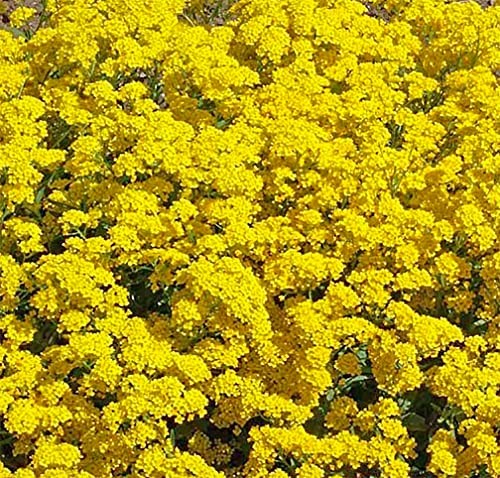 3500 Basket of Gold Seeds – Perennial for Borders, Beds, Rock Gardens, Ground
