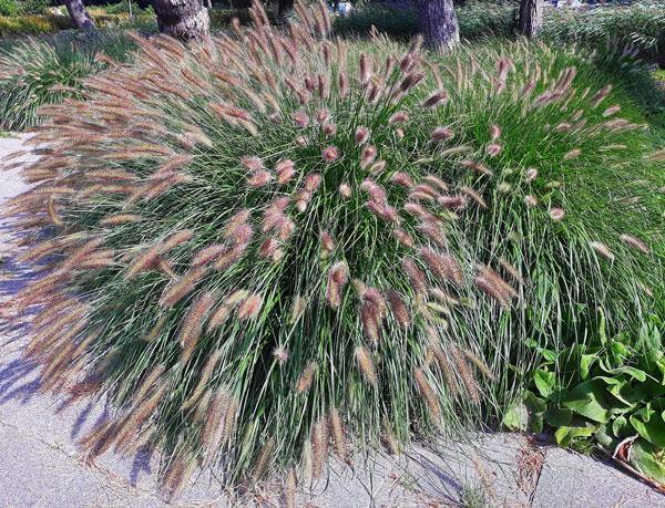 Pennisetum alopecuroides Viridescens | Black Fountain Grass | 10 Seeds