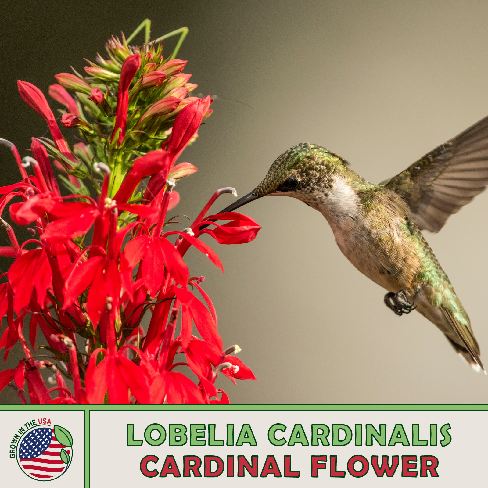 1400 Cardinal Flower Seeds, Lobelia cardinalis, Hummingbird Attractor