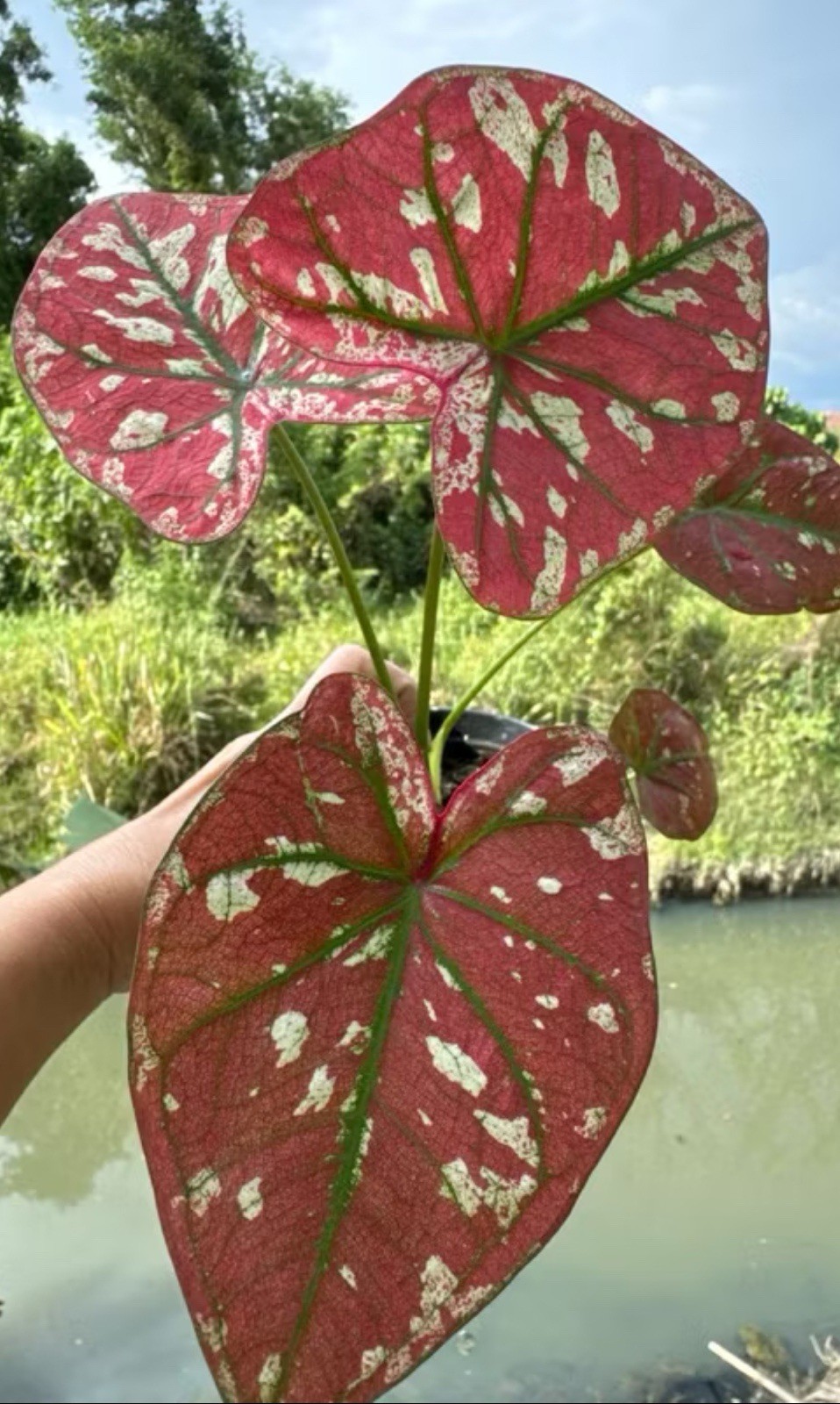 AUTHENTIC Universal Caladium 1 bulb