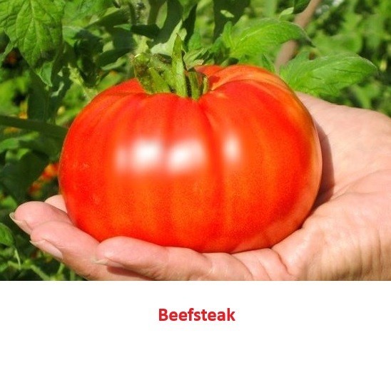 Heirloom Tomato Seeds Assortment – 8 Garden Favorites 200 total seeds