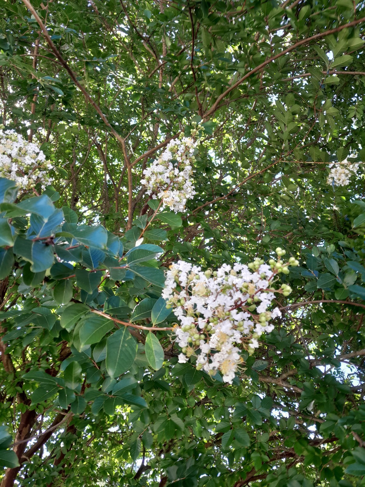 35+ WHITE CRAPE MYRTLE TREE / SHRUB / FLOWER SEEDS / DROUGHT TOLERANT PERENNIAL