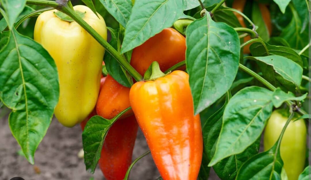 Mini Bell Pepper Seeds Red Orange Yellow Mixed Color , Cold Hardy, 25 Seeds