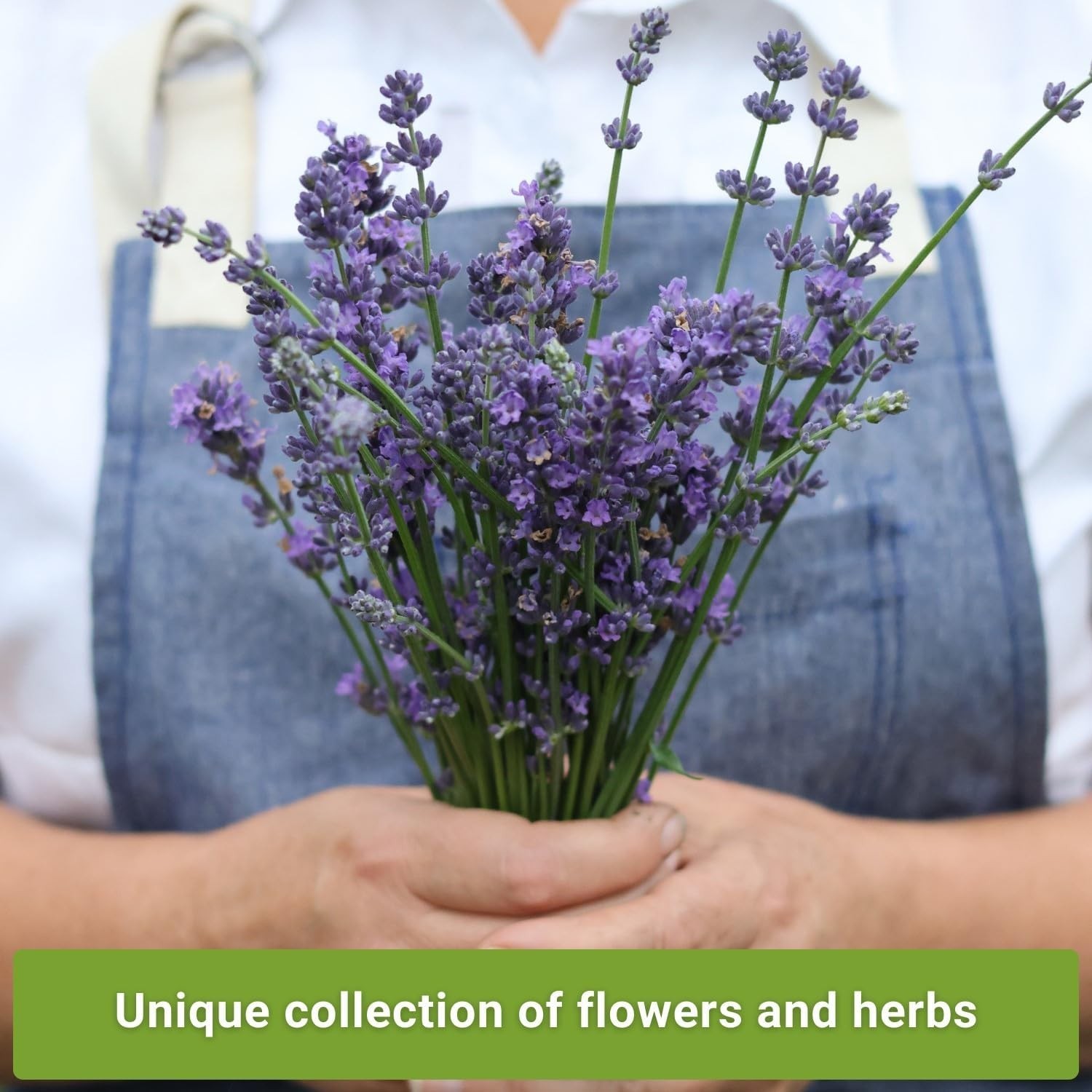 Insect & Pest Repellent Seed Collection for Planting – Lavender, Catnip, Mari…