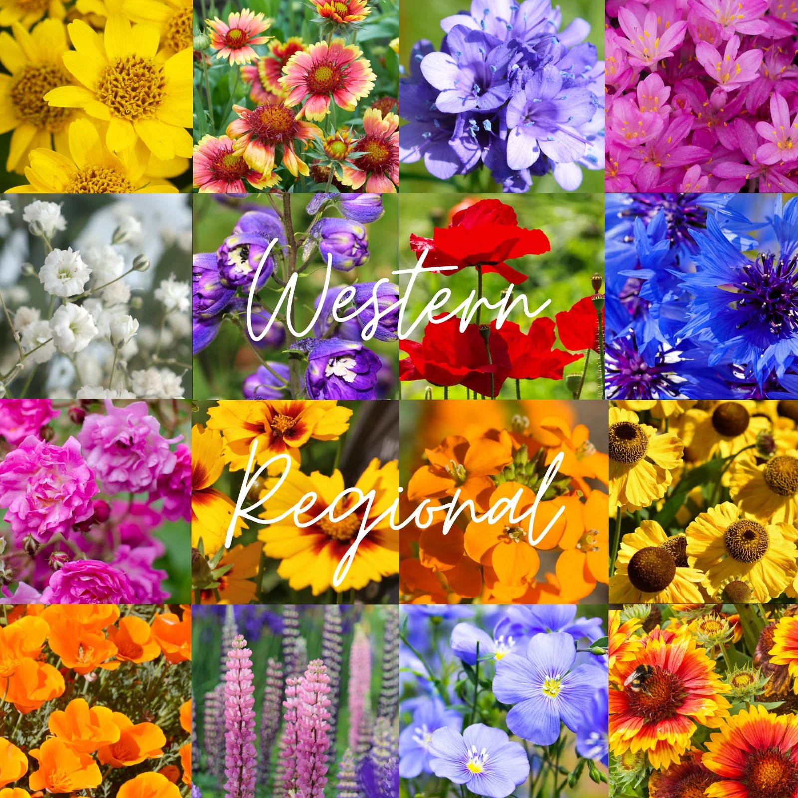 Western Wildflower Seed Mix – 16 Annual & Perennial Species, 1/4lb Covers Up …