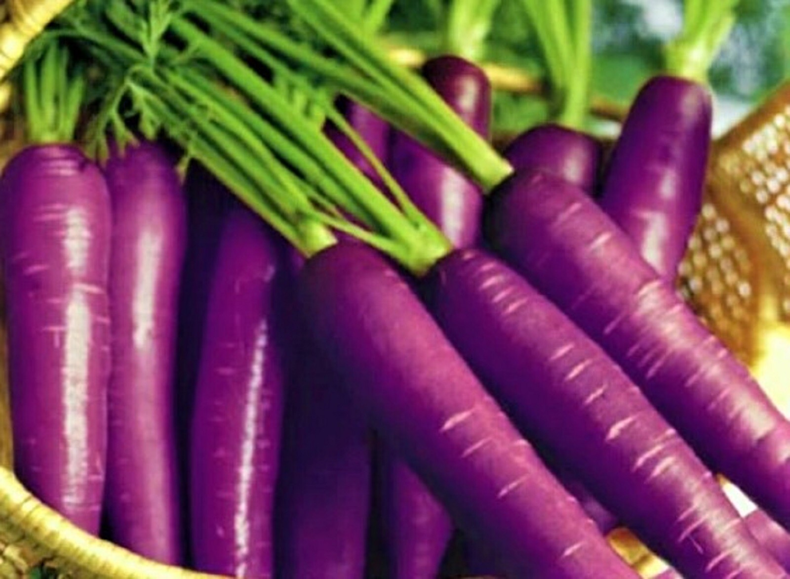 Cosmic Purple Carrot Seeds 200+ Seeds NON-GMO BUY 4 GET FREE SHIPPING