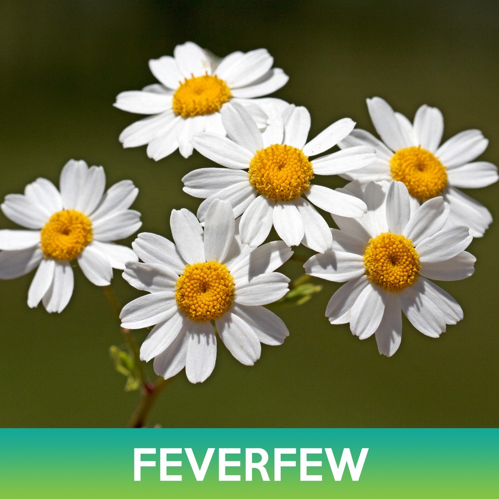 Feverfew Seeds, Tanacetum Parthenium