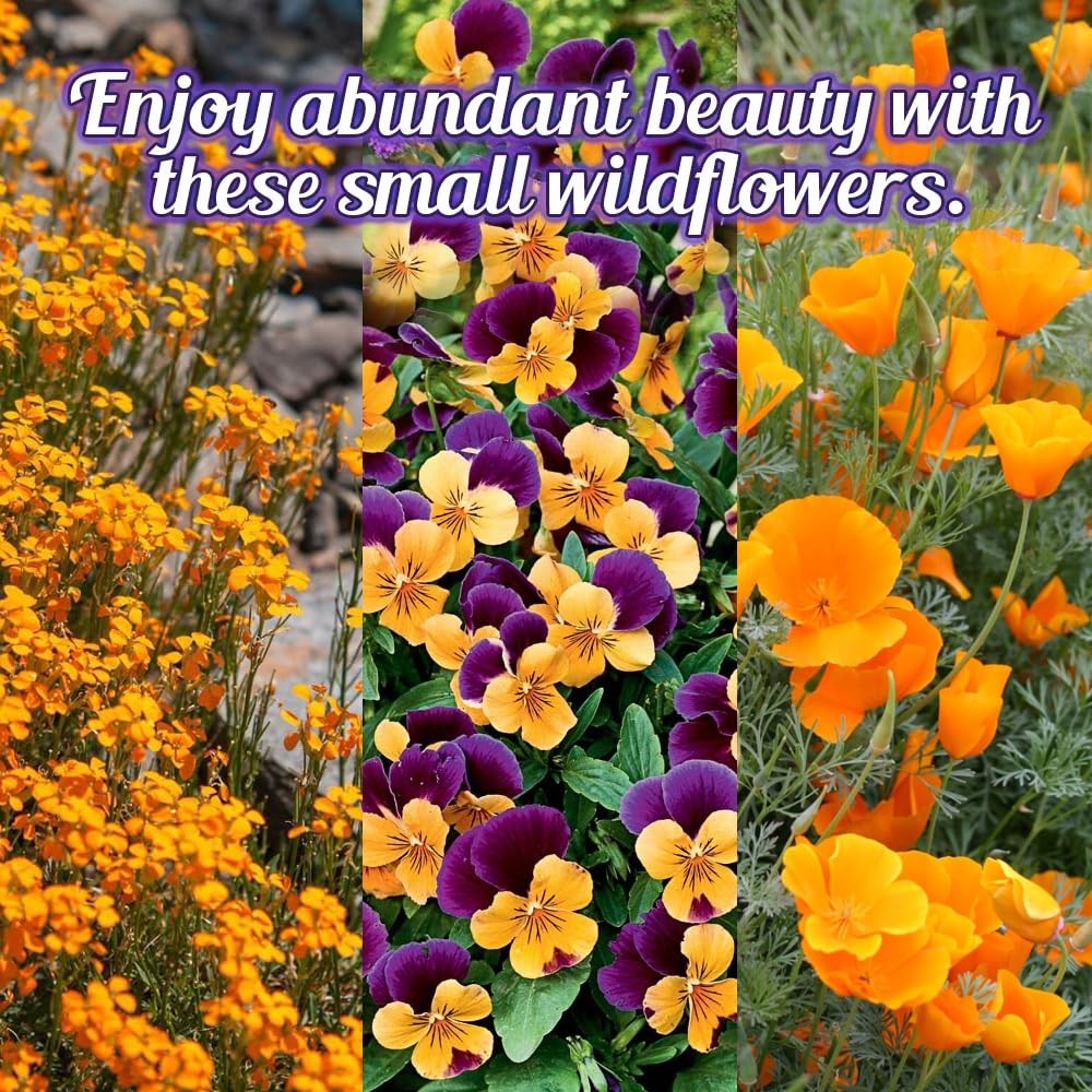 1 Ounce Low Growing Wildflower Seeds Mix 612 Inches Short Flowers Natural Mix