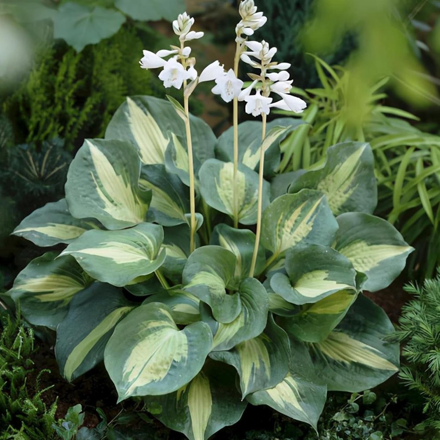 Hosta Seeds, 200+ Blue Purple Red Hosta Seeds, Multi-Use Landscaping, Perennial.