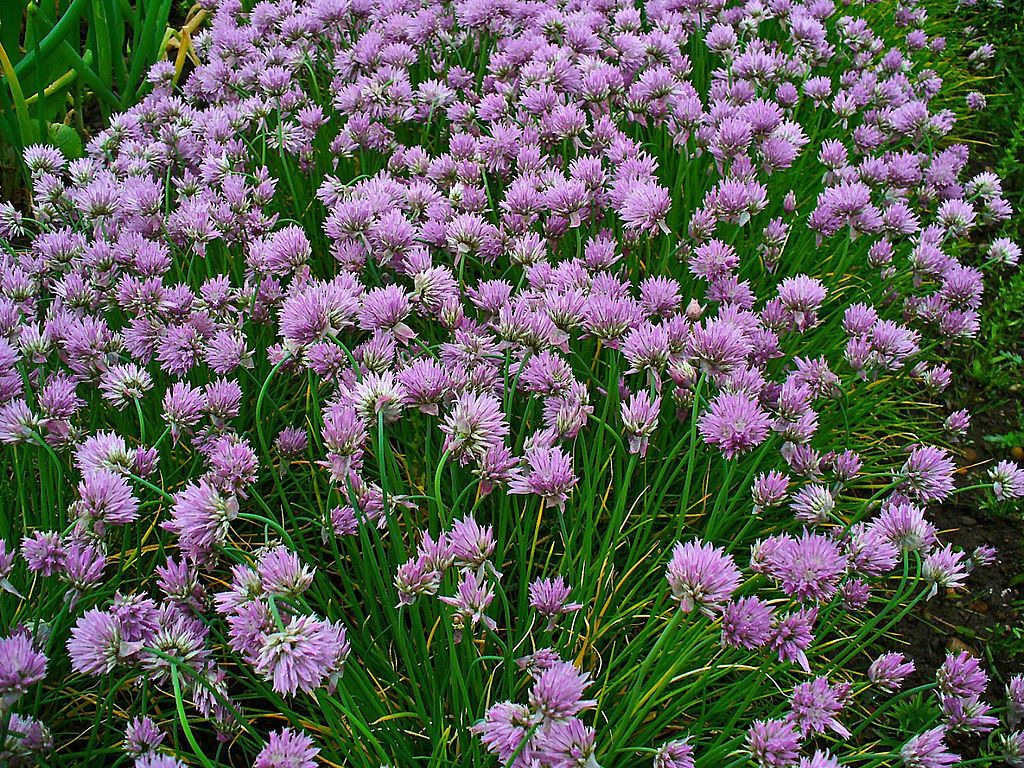750 Chives Seeds Allium schoenoprasum Non-GMO