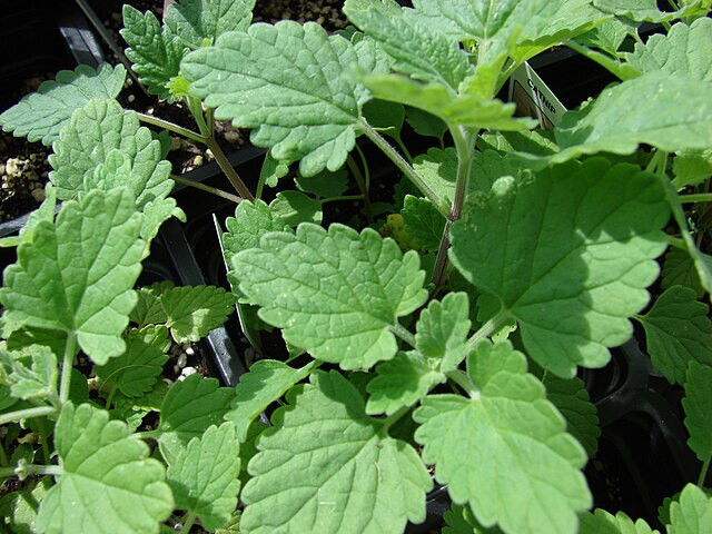 500 Wild Catnip Seeds- Collected From Native Wild Plants.
